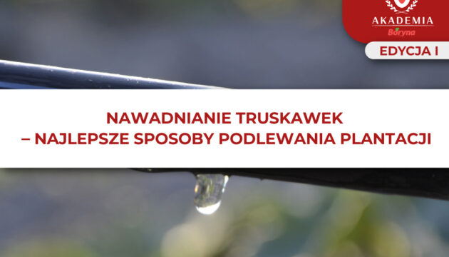 Nawadnianie truskawek – grafika