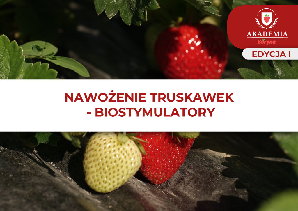 Nawożenie truskawek – Biostymulatory – główne