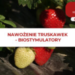 NAWOŻENIE TRUSKAWEK - BIOSTYMULATORY