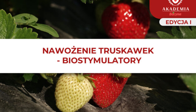 Nawożenie truskawek – Biostymulatory – główne