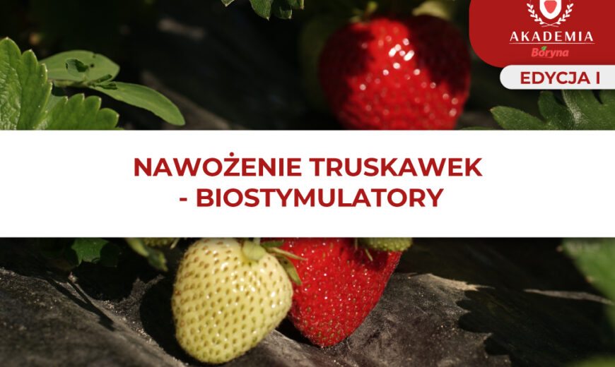 Nawożenie truskawek – Biostymulatory – główne