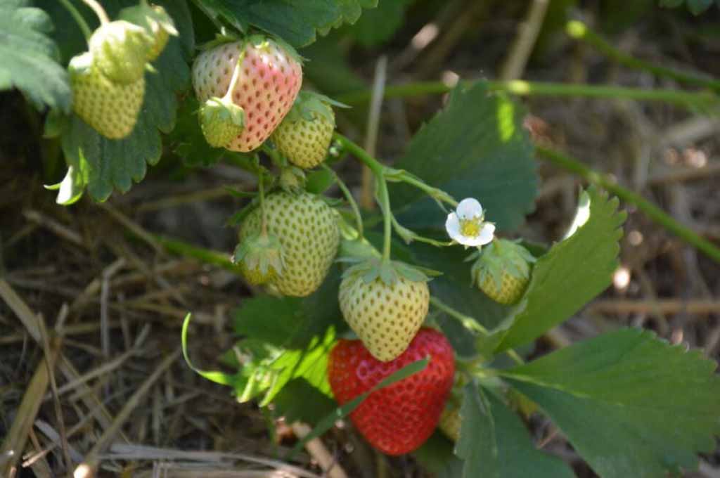 Nawożenie truskawki - jakie biostymulatory wybrać dla  wzrostu i rozwoju roślin.