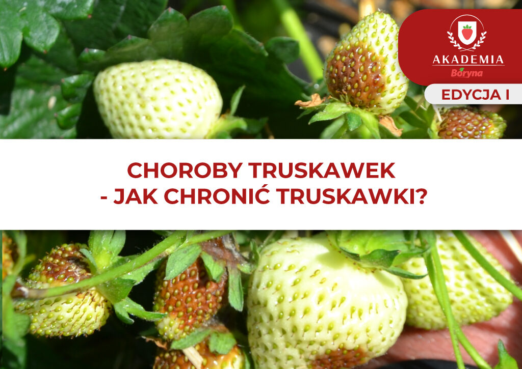 Ochrona_truskawek – główne