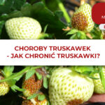 CHOROBY TRUSKAWEK - JAK CHRONIĆ TRUSKAWKI?