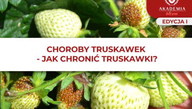 Ochrona_truskawek – główne