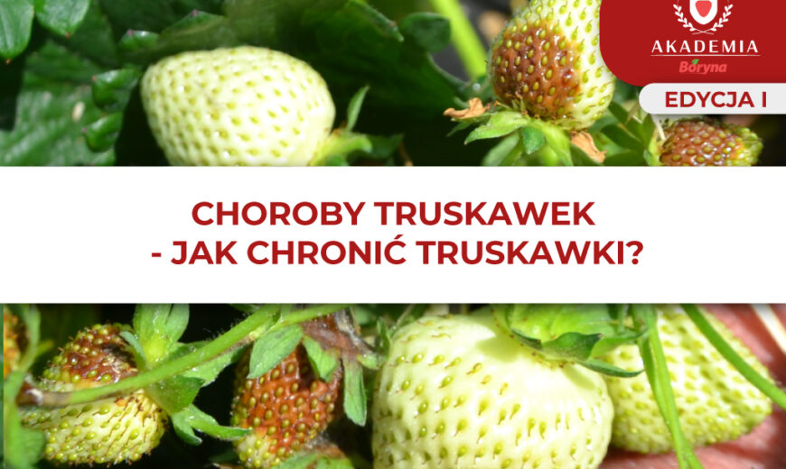 Ochrona_truskawek – główne