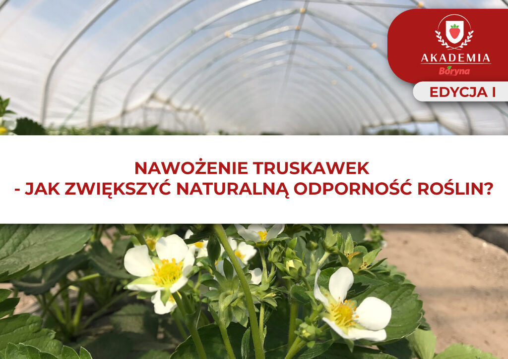 Odpornosc roślin – nawożenie truskawki główne