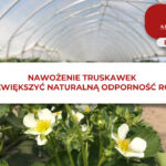 NAWOŻENIE TRUSKAWEK - JAK ZWIĘKSZYĆ NATURALNĄ ODPORNOŚĆ ROŚLIN?