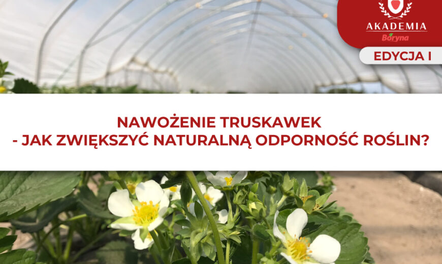 Odpornosc roślin – nawożenie truskawki główne