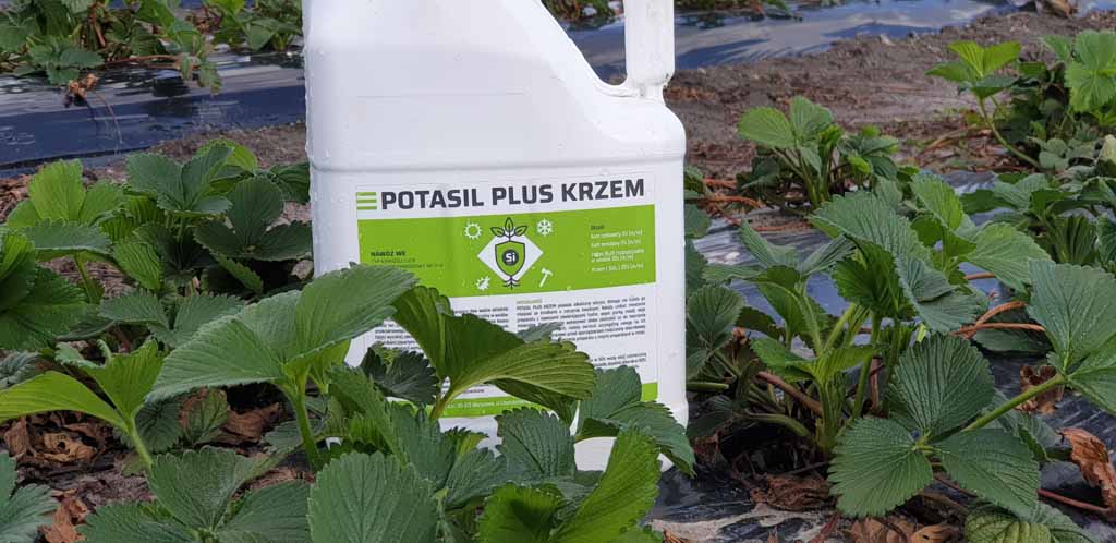 Potasil Plus Krzem - nawóz z wysoką zawartością krzemu oraz potasem i azotem