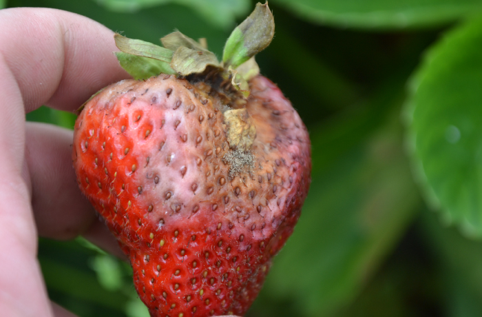 Choroby truskawek - skórzasta zgnilizna owoców truskawki wywoływana przez Phytophthora cactorum