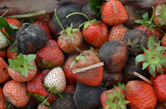 Choroby truskawek - szara pleśń truskawki wywoływana przez Botrytis cinerea