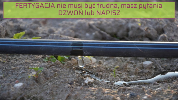 Fertygacja truskawki - kontakt do specjalistów od nawożenia: Doradca Jagodowy / Calfert.
