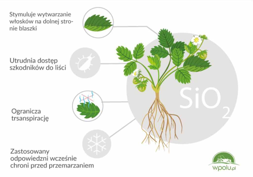 Krzem - działanie na rośliny. Zalety stosowania krzemu w truskawce.