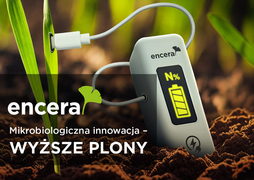 Encera-boryna-główna