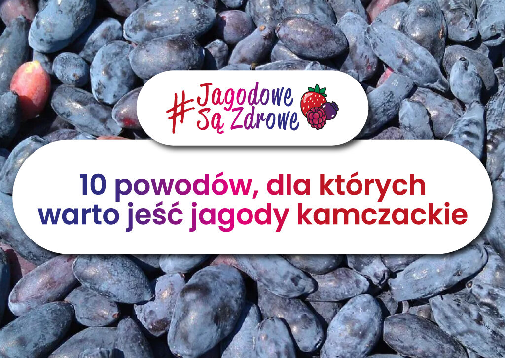 Owoce jagodowe są zdrowe. Dlaczego warto jeść jagody kamczackie?