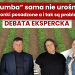 Problemy z sadzonkami frigo truskawek ? ?Rumba? sama nie urośnie, dlaczego sadzonki wypadają po posadzeniu. Eksperci wyjaśniają w czasie debaty.